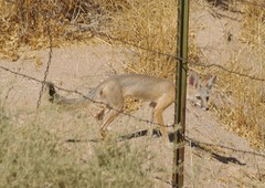 Vulpes macrotis macrotis