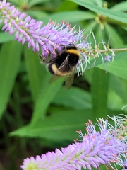 Bombus