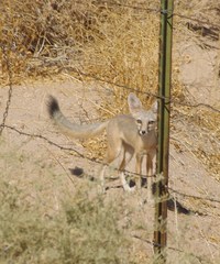Vulpes macrotis macrotis