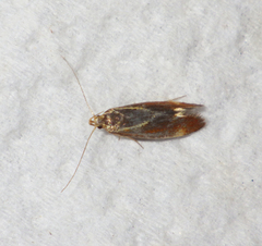 Metalampra