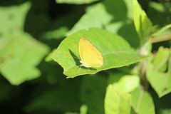 Pyrisitia dina