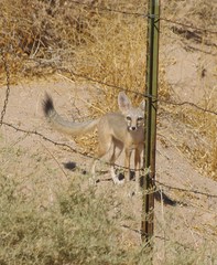 Vulpes macrotis macrotis