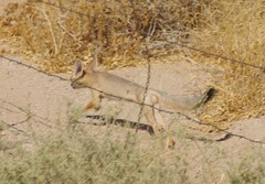 Vulpes macrotis macrotis