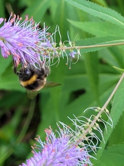 Bombus