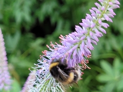 Bombus
