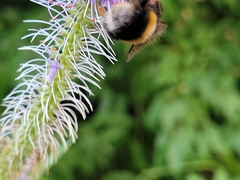 Bombus
