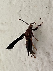 Vitacea scepsiformis