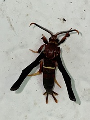 Vitacea scepsiformis