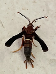 Vitacea scepsiformis