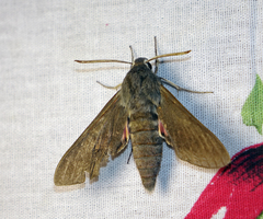 Hyles vespertilio