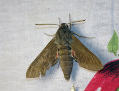 Hyles vespertilio