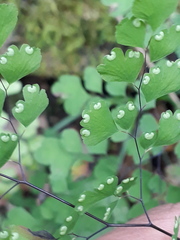 Adiantum raddianum