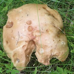 Leccinum rotundifoliae