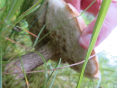 Leccinum rotundifoliae