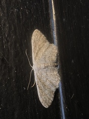 Idaea seriata