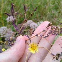 Lactuca serriola