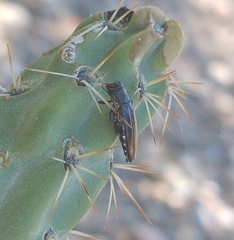 Agrilus difficilis