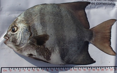 Pacific Spadefish