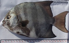 Pacific Spadefish photo 4