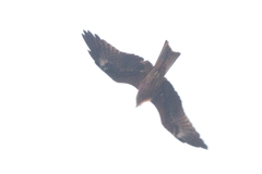Milvus migrans