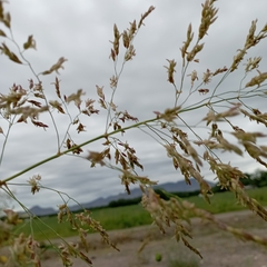 Sorghum halepense