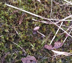 Anoscopus flavostriatus