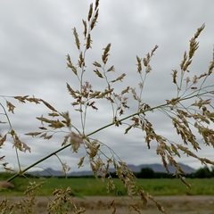 Sorghum halepense