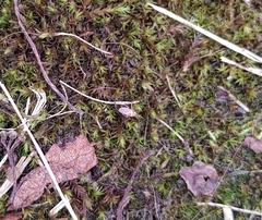 Anoscopus flavostriatus