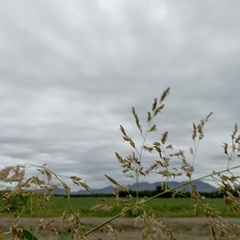 Sorghum halepense