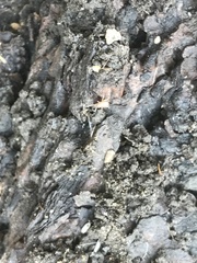 Myrmecophilidae