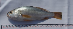 Bairdiella icistia