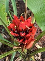 Musa coccinea