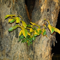 Ficus concinna