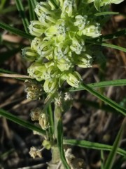 Asclepias stenophylla