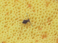 Ptenothrix marmorata
