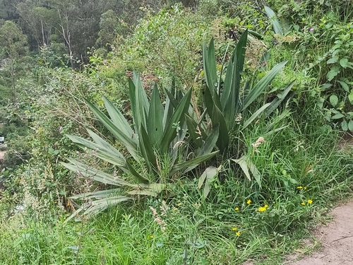 Image of Furcraea Andina (Furcraea andina) by no rights reserved