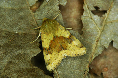 Heliothis adaucta