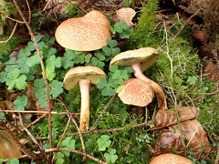 Xerocomellus armeniacus