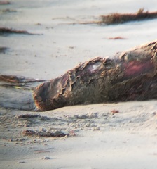 Phoca vitulina richardii