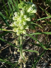 Asclepias stenophylla