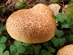 Xerocomellus armeniacus