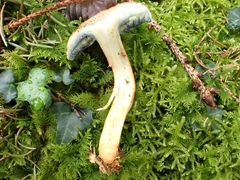 Xerocomellus armeniacus