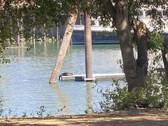 Zalophus californianus