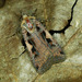 Setaceous Hebrew Character - Photo (c) Michał Brzeziński, some rights reserved (CC BY-NC), uploaded by Michał Brzeziński
