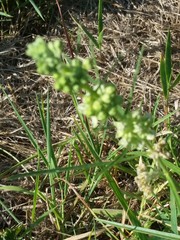 Asclepias stenophylla