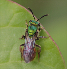Caenaugochlora
