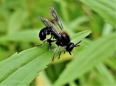 Choerades fuliginosa