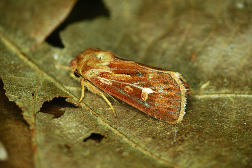 Antler Moth
