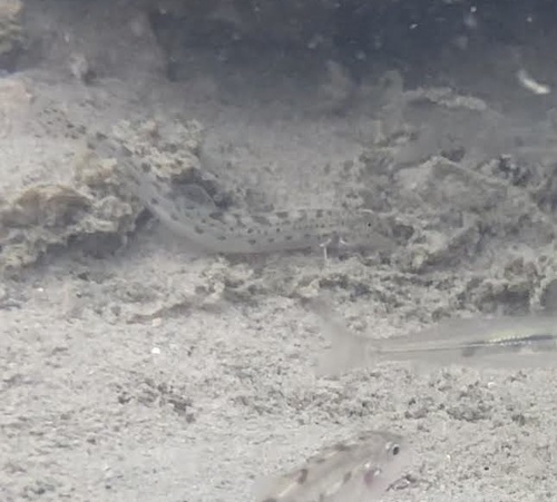 Northern Iberian spined loach (Cobitis calderoni) — Cobitidae — 2