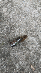Neotibicen lyricen